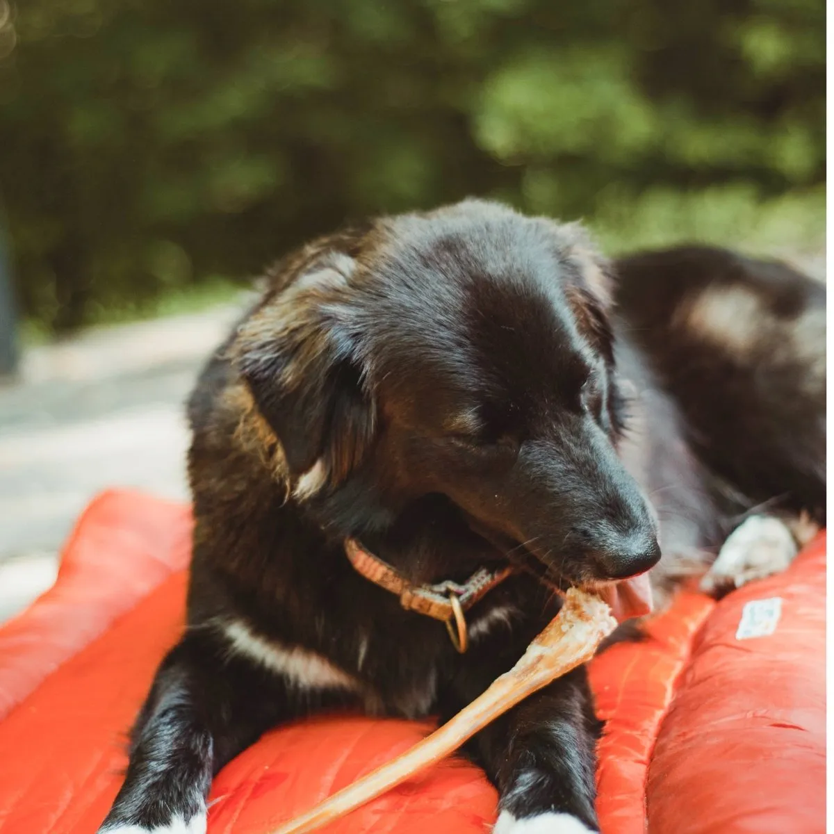 12-Inch Standard Odor-Free Bully Stick