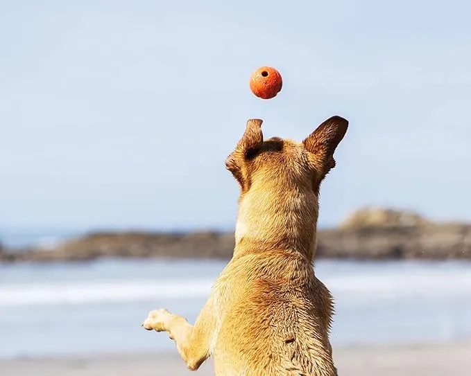 Fetch Ball Dog Toy - Medium