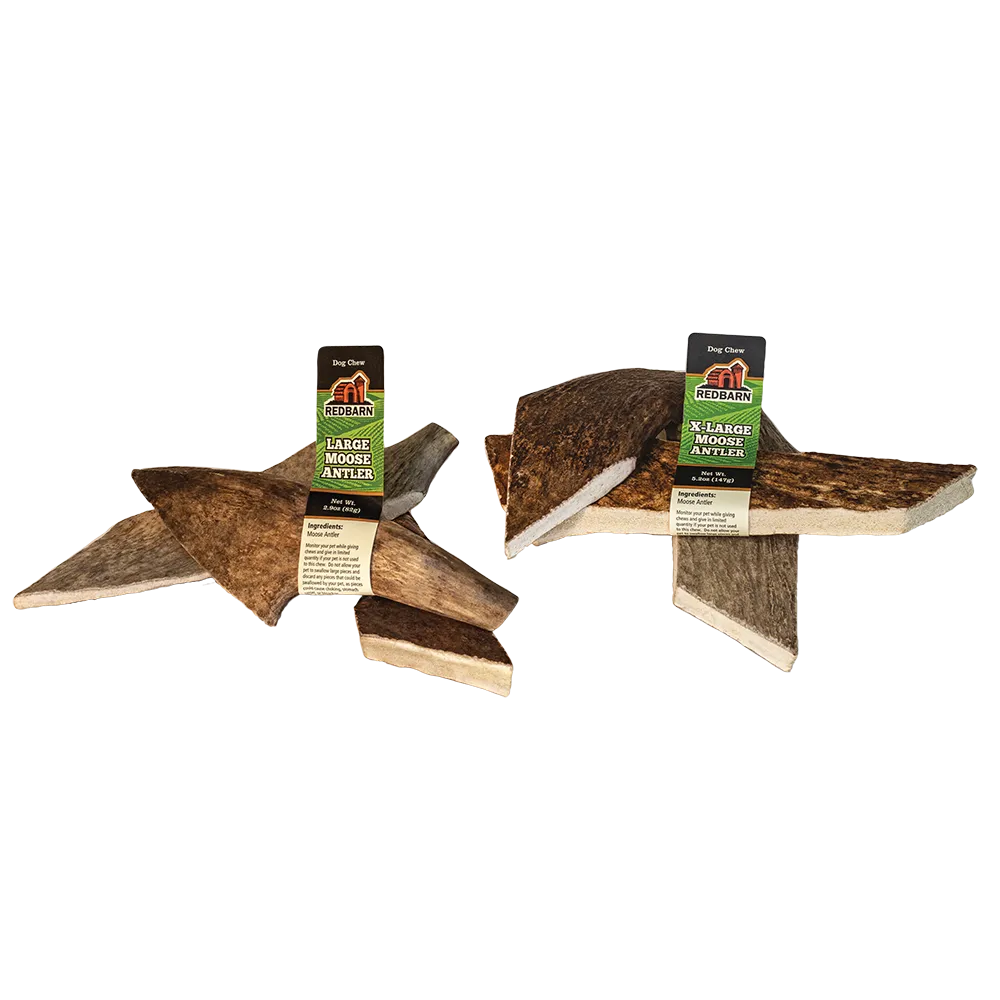 Moose Antler