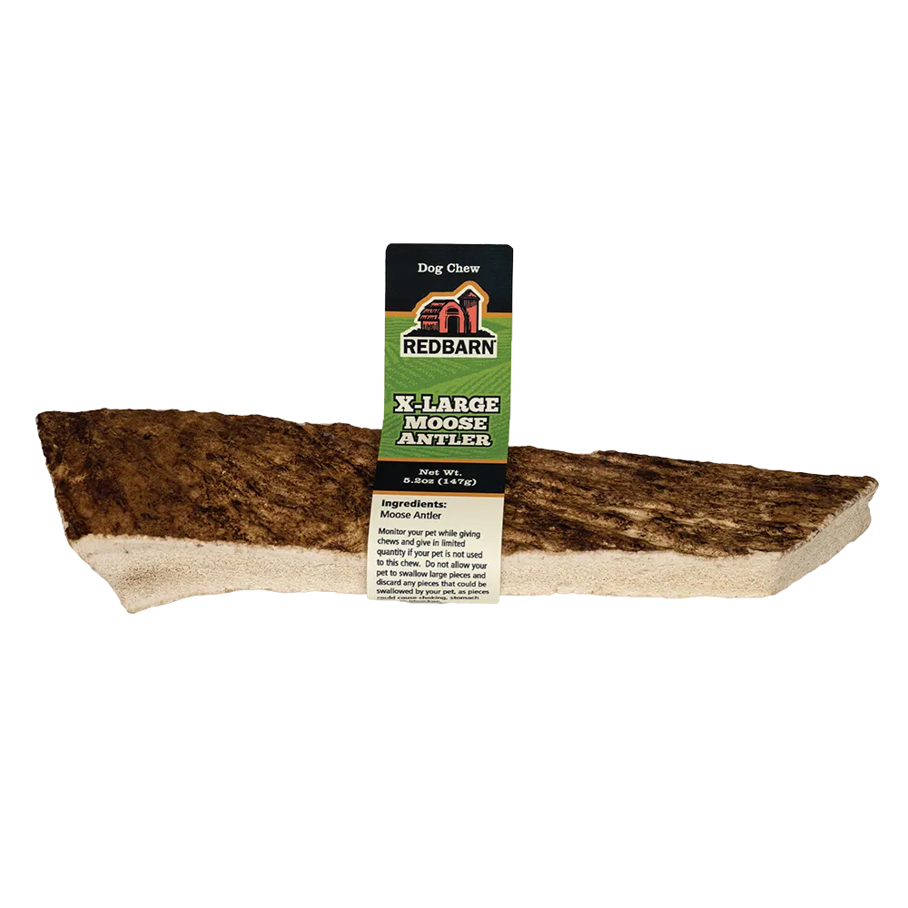 Moose Antler