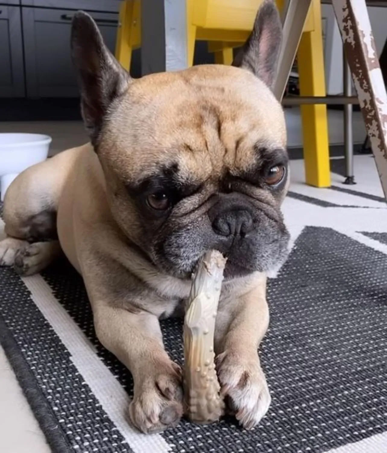 Nylabone Power Chew Antler Alternative Nylon Chew Toy for Dogs, Dog Toys for Aggressive Chewers, Venison Flavor, Medium/Wolf (1 Count)