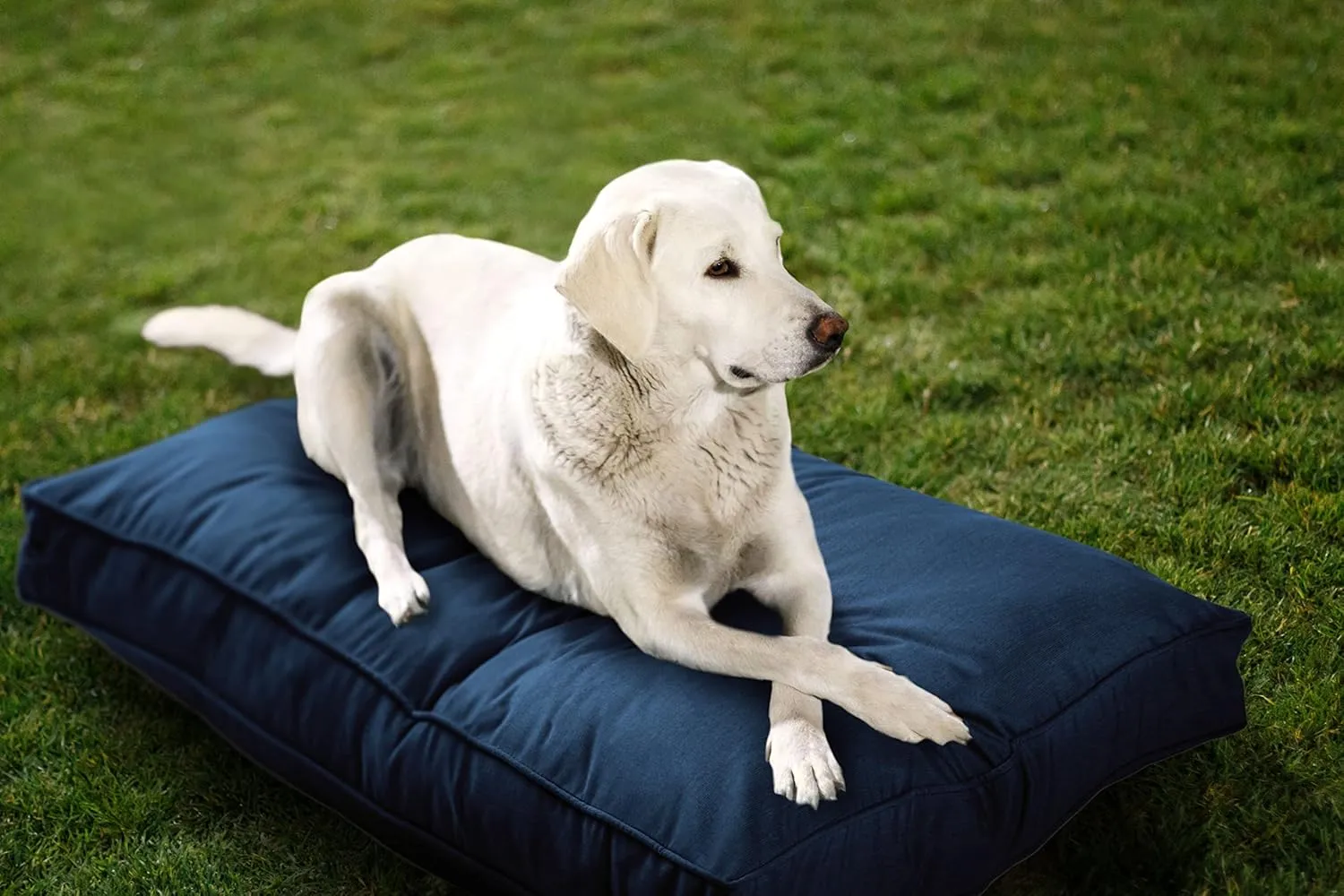 Sunbrella Double Sided Dog Bed for Indoor/Outdoor,Washable Cover & Chew Proof, Pets Mat for Multipurpose, Easy Care & Pet Safe Products (Medium, Polyester, Indigo, 36x26x 3")